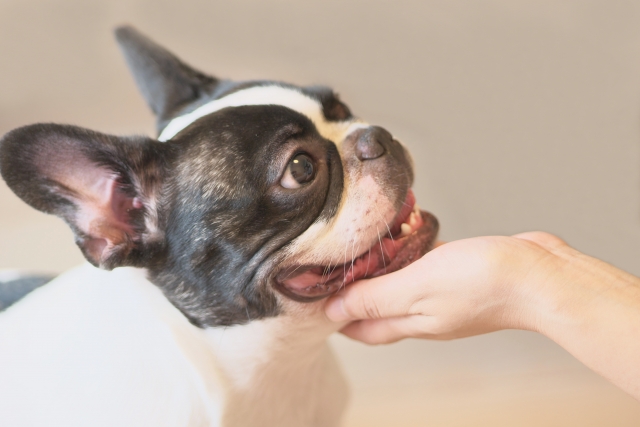 犬のお腹が鳴るのは病気なの 毎日の食事や排泄に気配りを ファインドクリップ