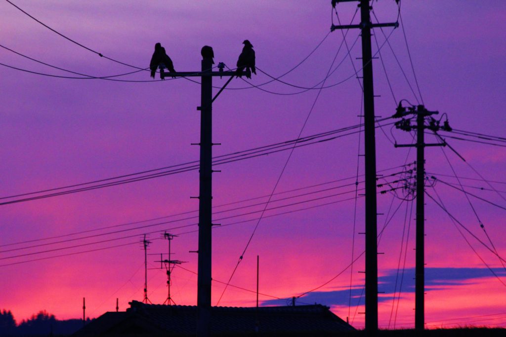 電線にとまっている鳥はどんな種類が多い 電線を好む理由 ファインドクリップ