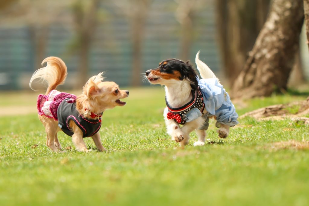 ドッグランのマナー 追いかける犬にしてしまうのは飼い主です ファインドクリップ